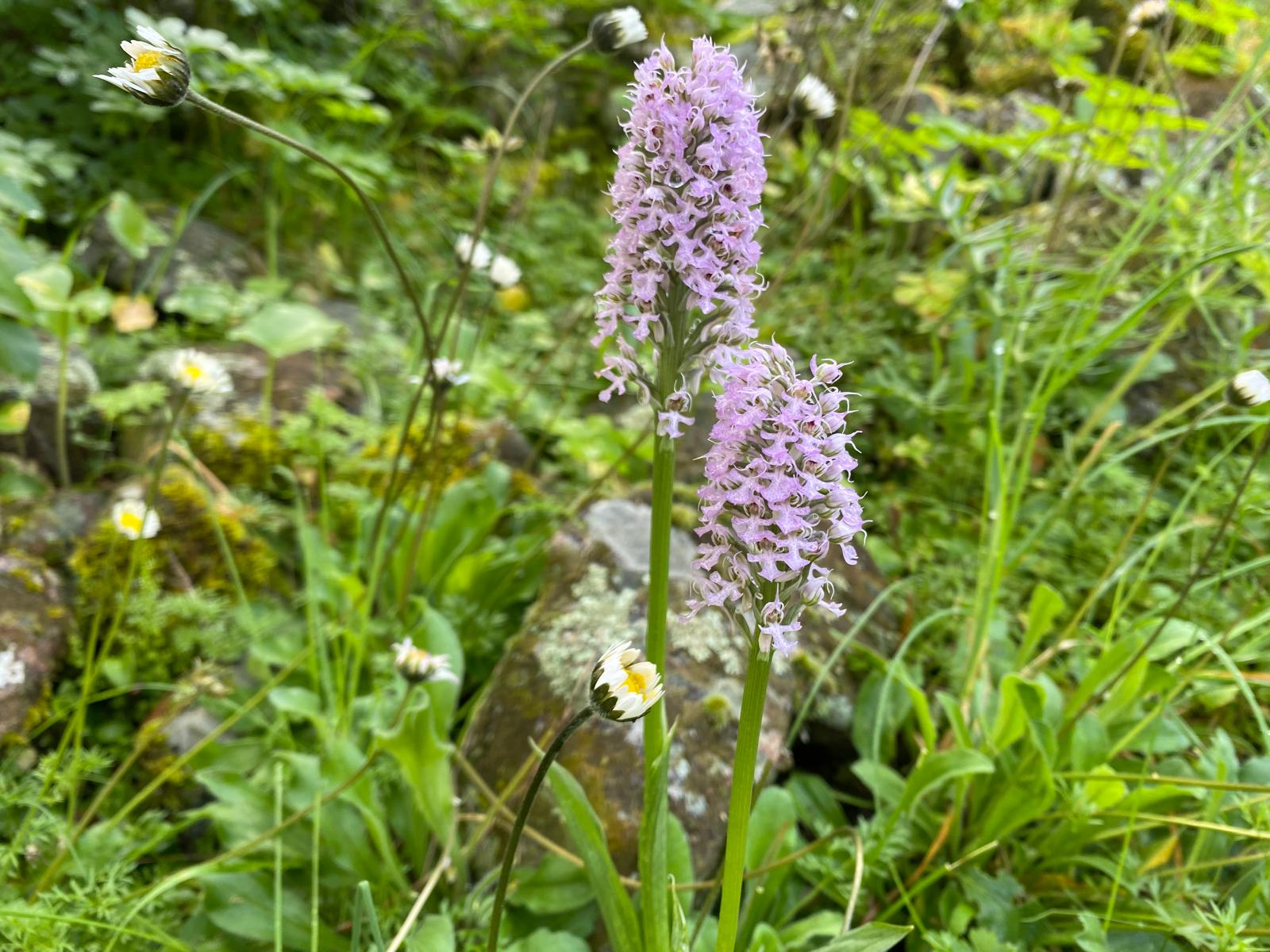 RESUMEN  'MES DE LAS ORQUÍDEAS' 2026