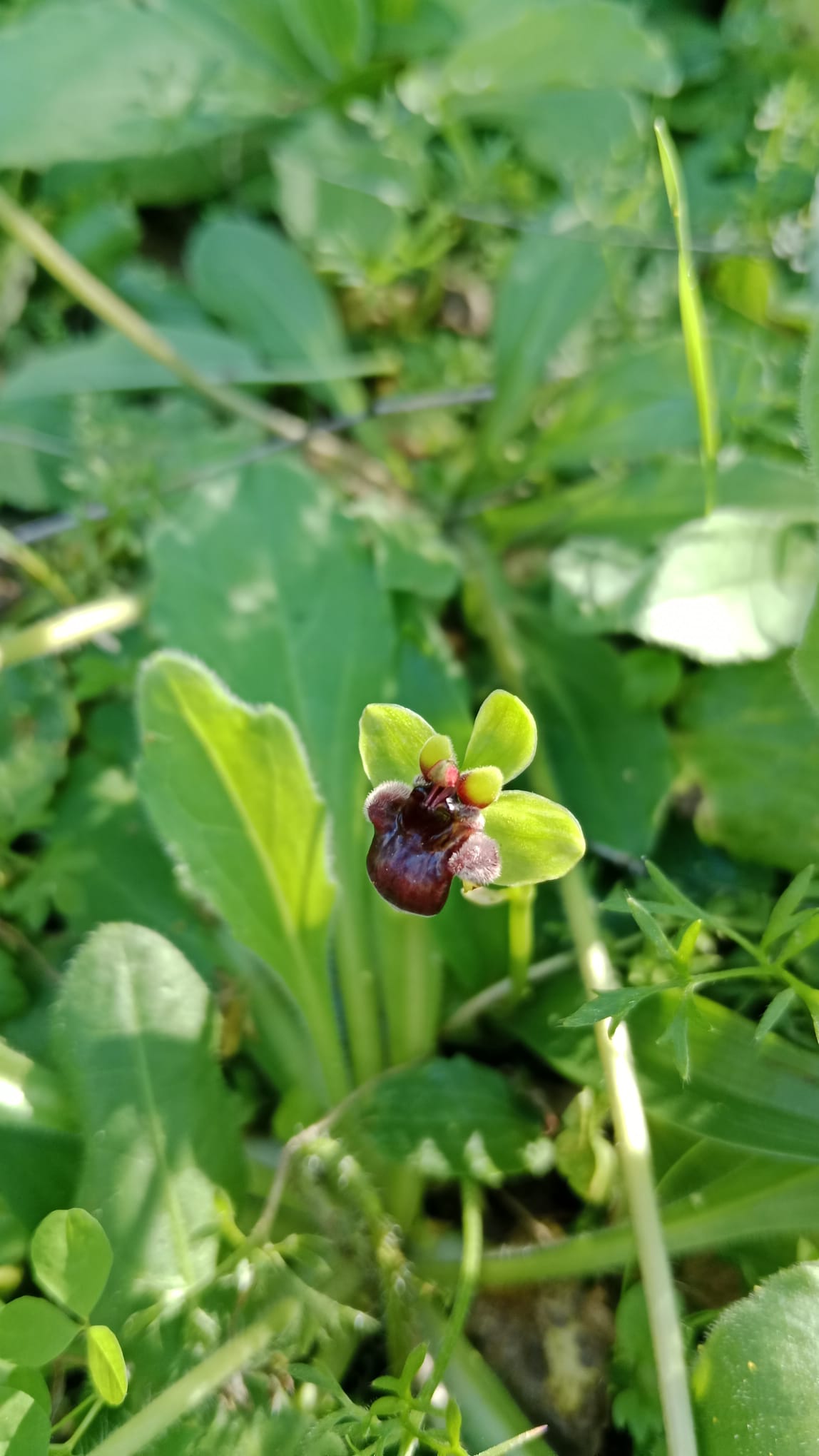 RUTA “CONOCE LAS ORQUÍDEAS Y FOTOGRAFÍALAS CON TU CÁMARA O MÓVIL”